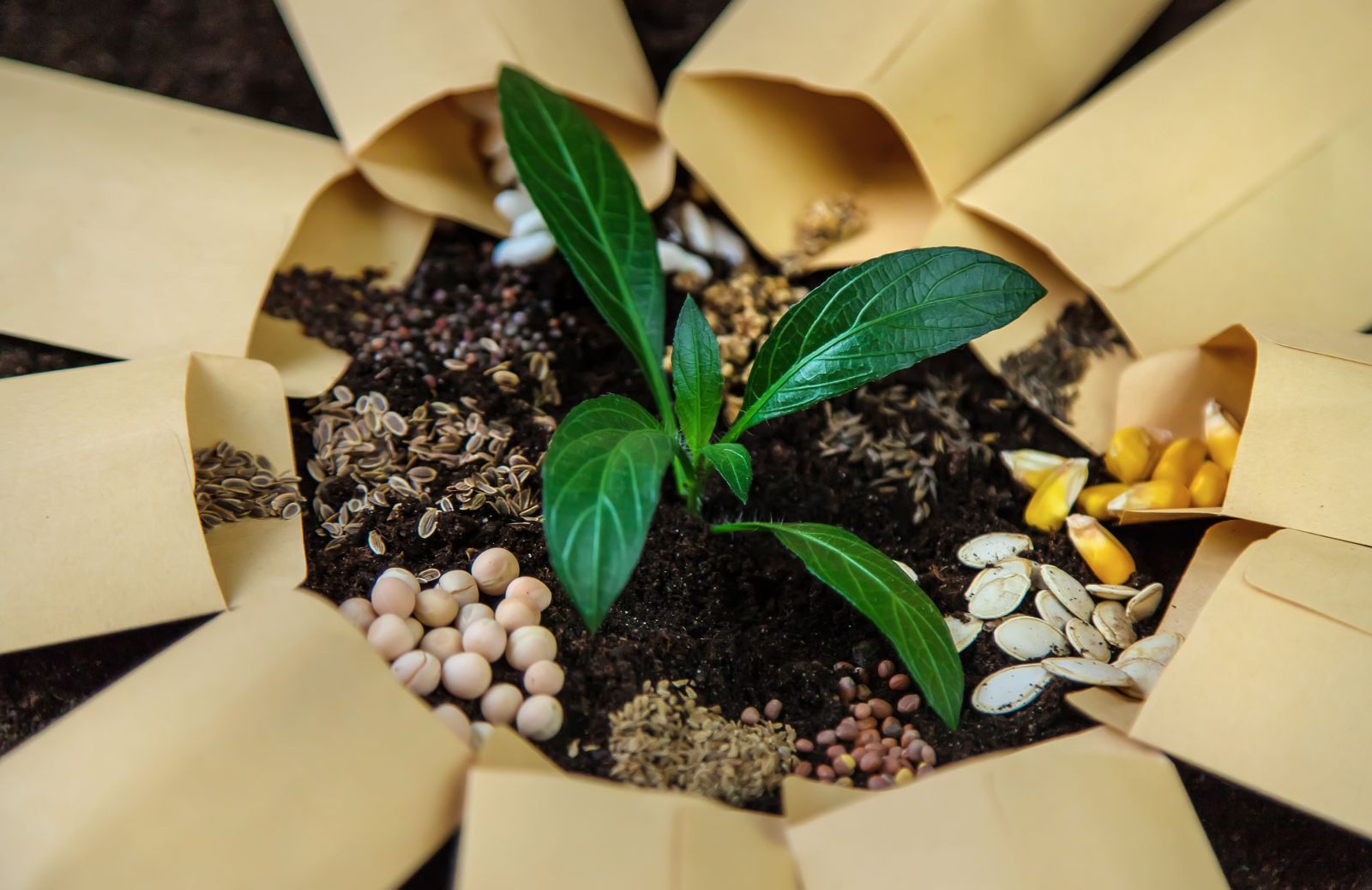 Empresas canarias que hacen innovación de otra pasta